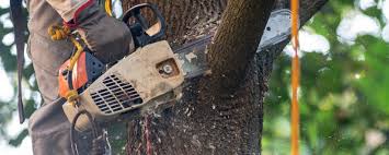 Best Tree Risk Assessment  in East Palatka, FL