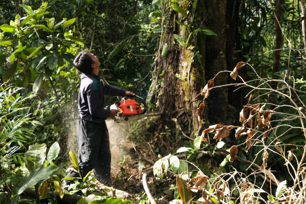 Best Tree Removal  in East Palatka, FL