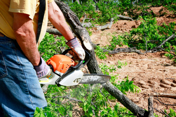 Best Tree Cabling and Bracing  in East Palatka, FL